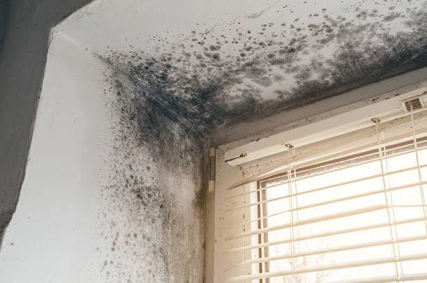 Affordable Mold Cleanup solutions in Onley, VA